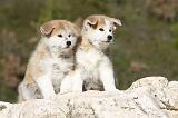 AKITA INU 009